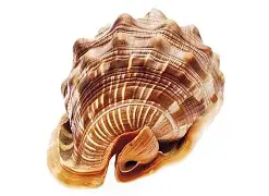 贝西克塔斯抢先维尼斯,取胜收官 贝西克塔斯抢先维尼斯,取胜收官